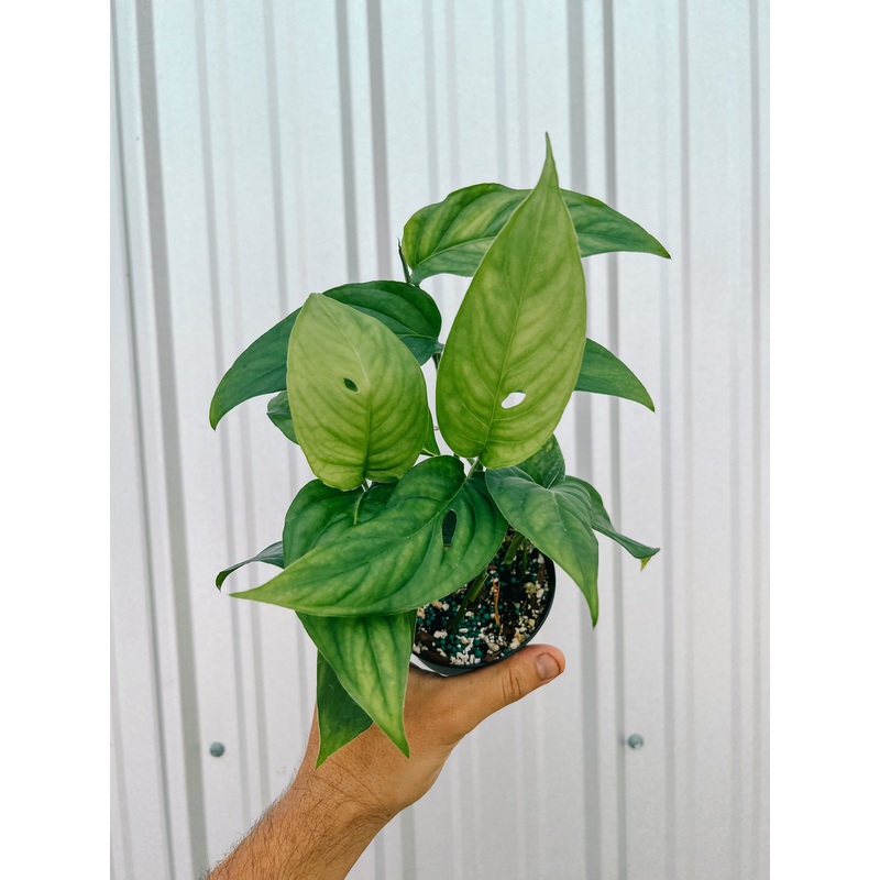 4 Monstera ‘Adansonii sp. laniata’