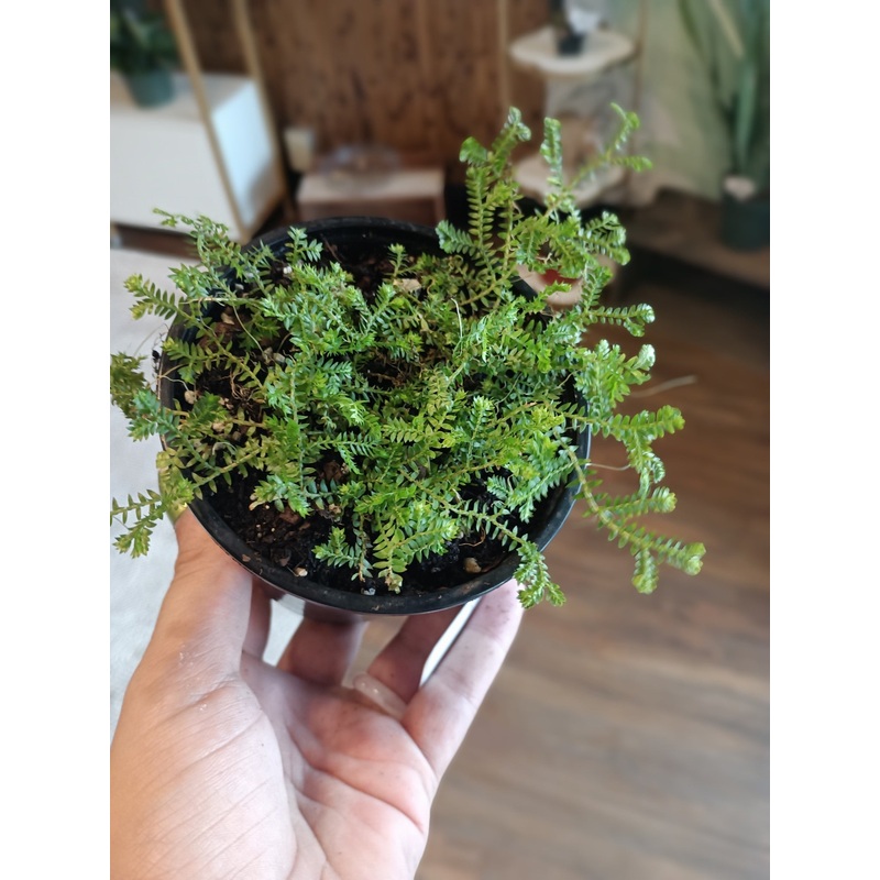 4 Moss Fern