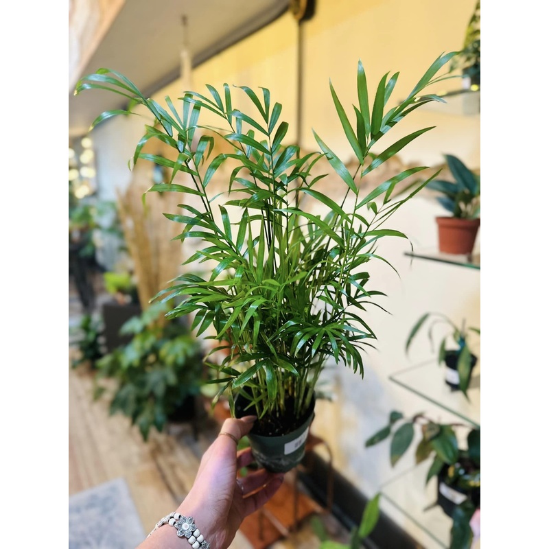 4 Parlor Palm