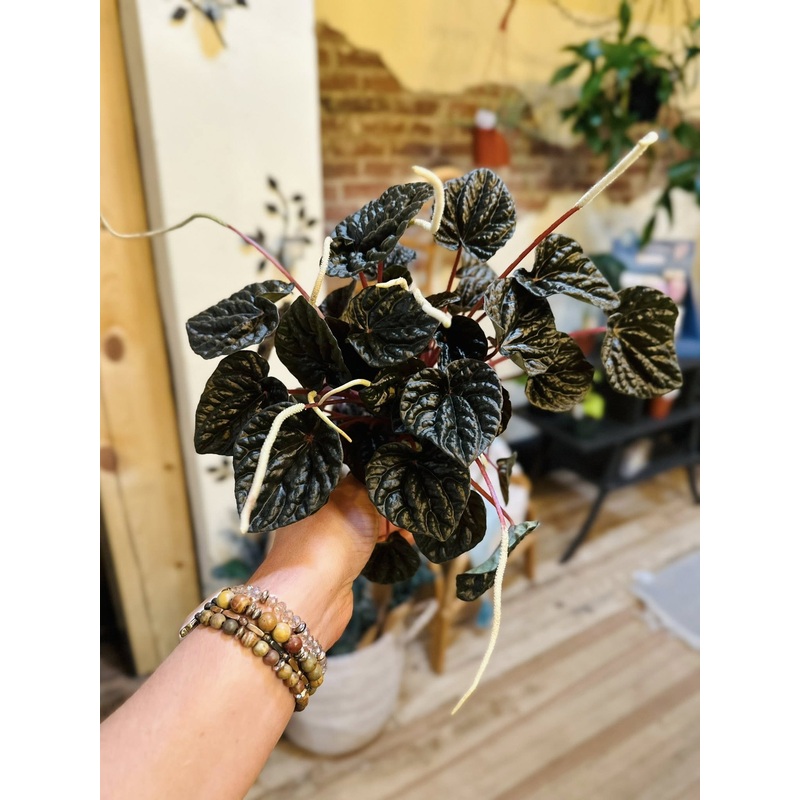 4 Peperomia Red Ripple