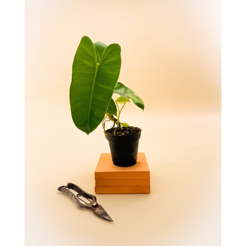 4 Philodendron ‘Burle Marx’