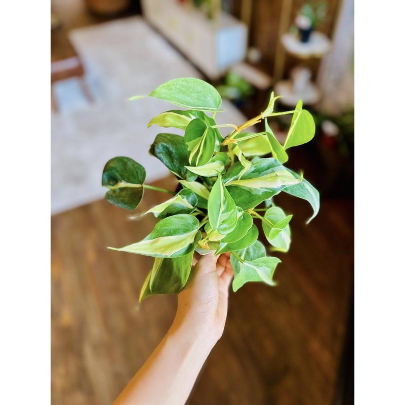 4 Philodendron Cream Splash