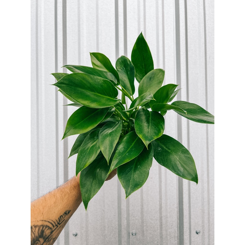 4 Philodendron ‘Giganteum’