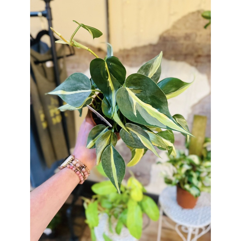 4 Philodendron Rio