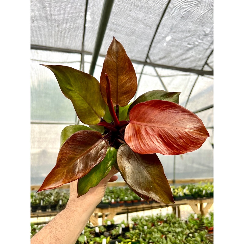 4 Philodendron ‘Sun Red’