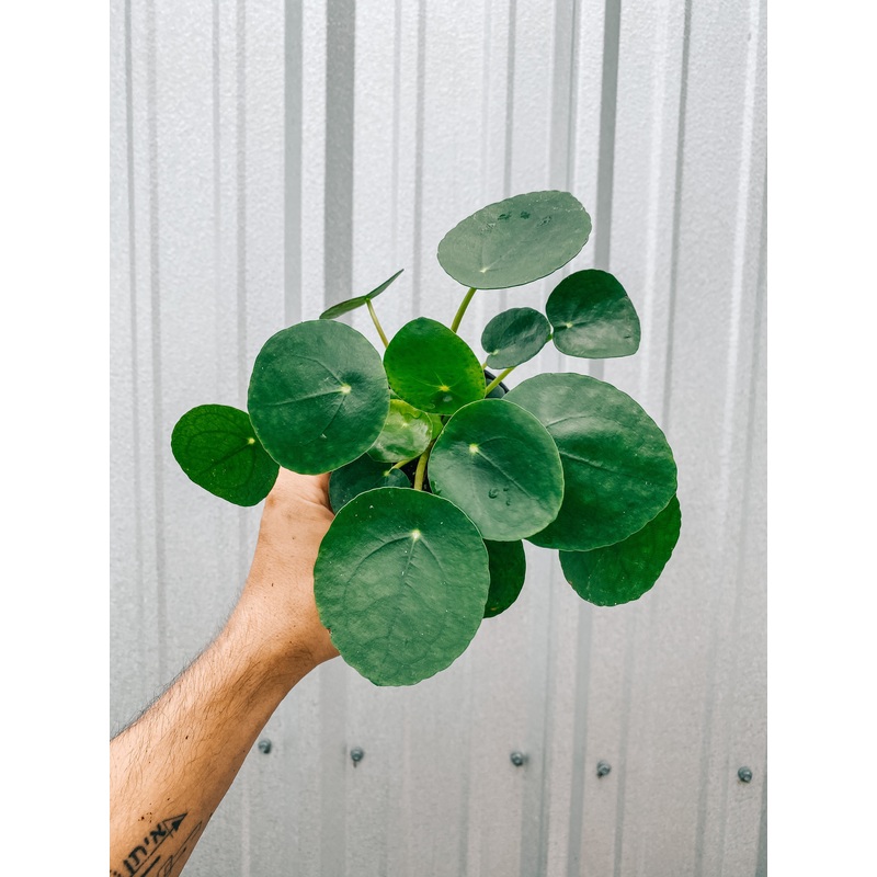 4 Pilea Peperomioides ‘Chinese Money Coin