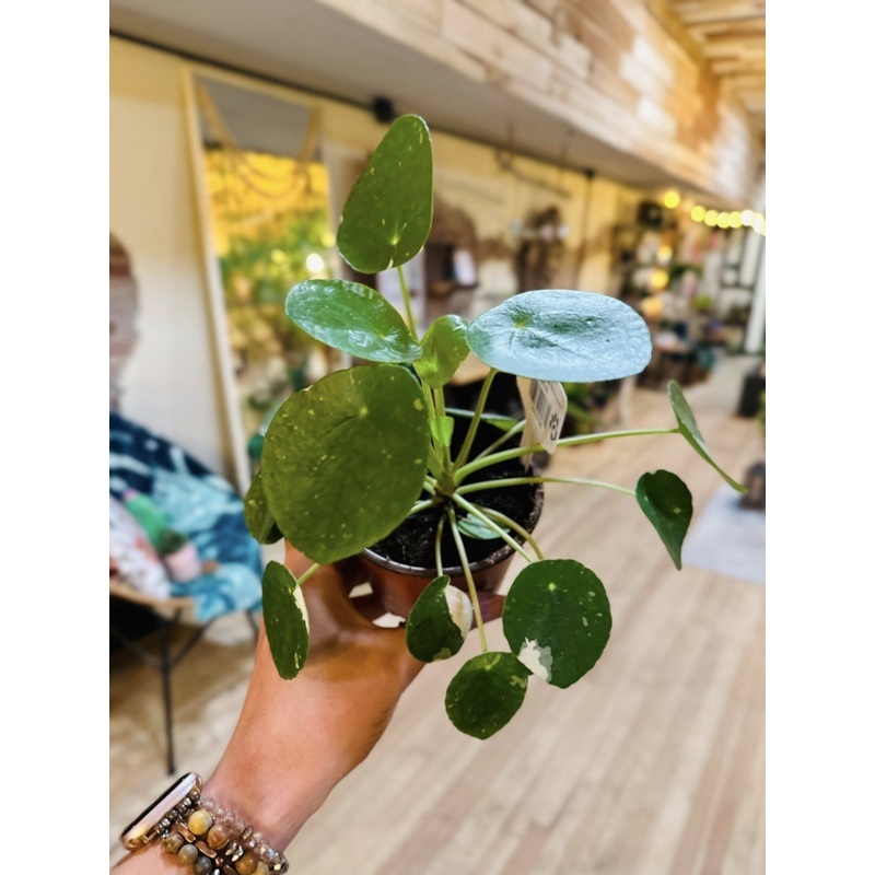 4 Pilea Peperomioides White Splash