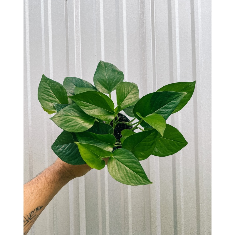 4 Pothos ‘Jade’