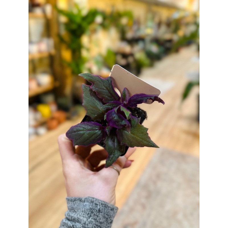 4 Purple Passion