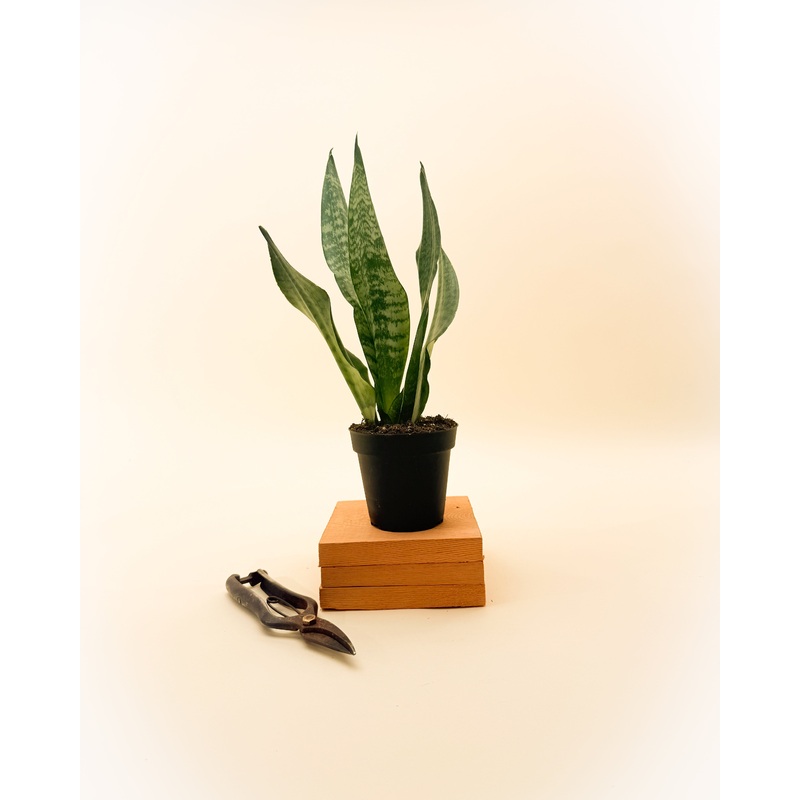 4 Sansevieria ‘Black Coral’