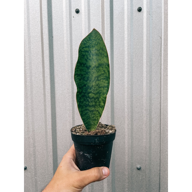 4 Sansevieria Masoniana ‘Whale Fin’