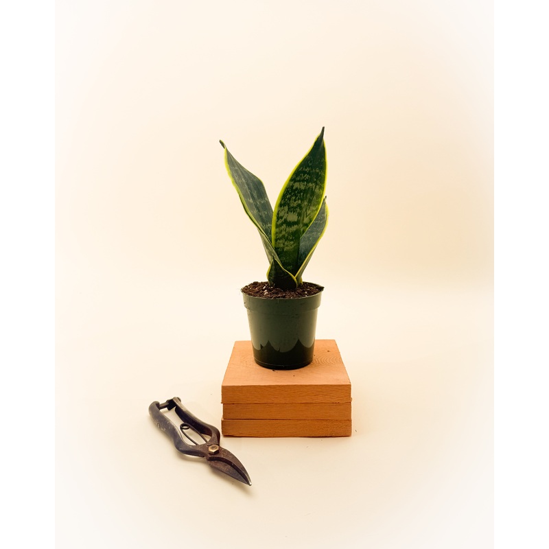 4 Sansevieria ‘Superba’