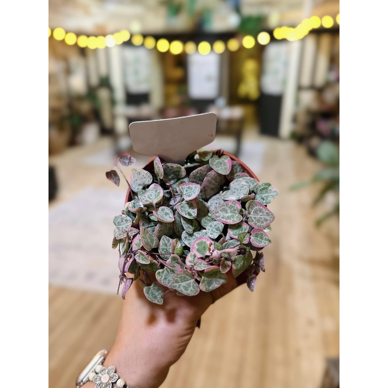 4 String of Hearts Variegated