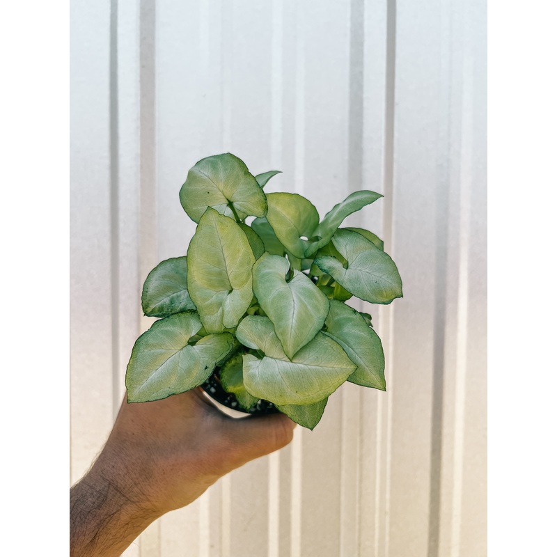 4 Syngonium ‘Moonshine’
