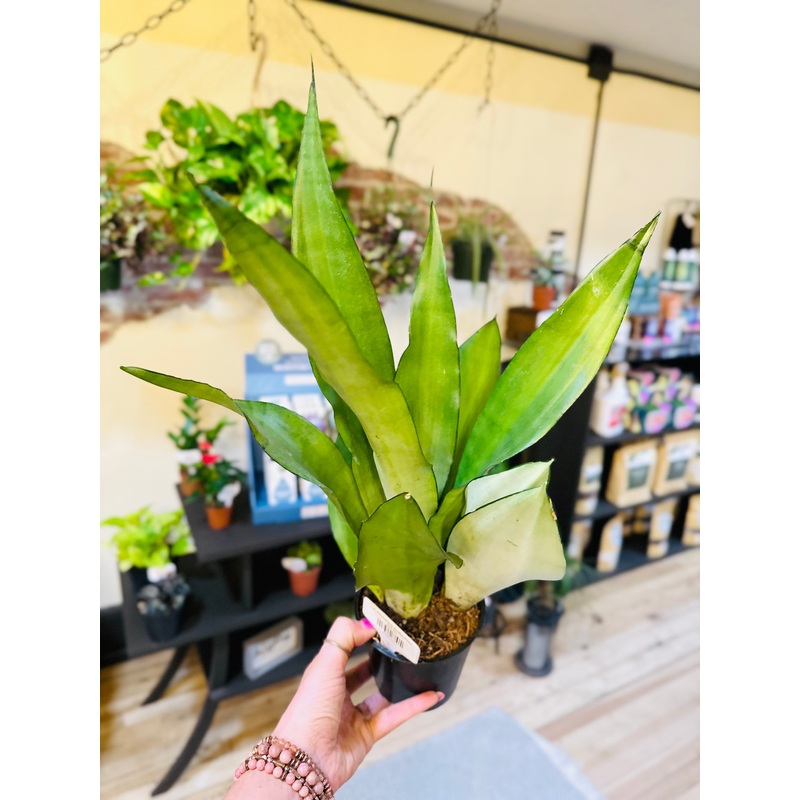 5 Moonshine Snake Plant