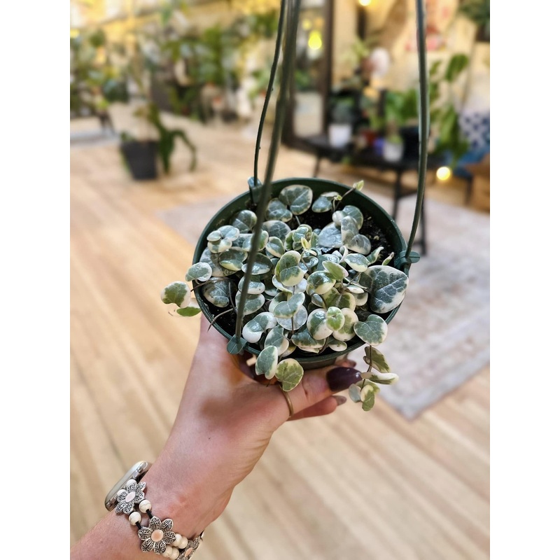 5 String of Hearts Variegated Basket