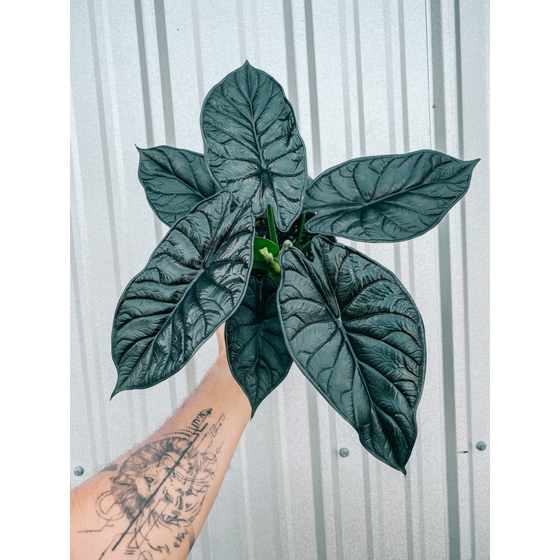 6 Alocasia ‘Green Dragon Scale’