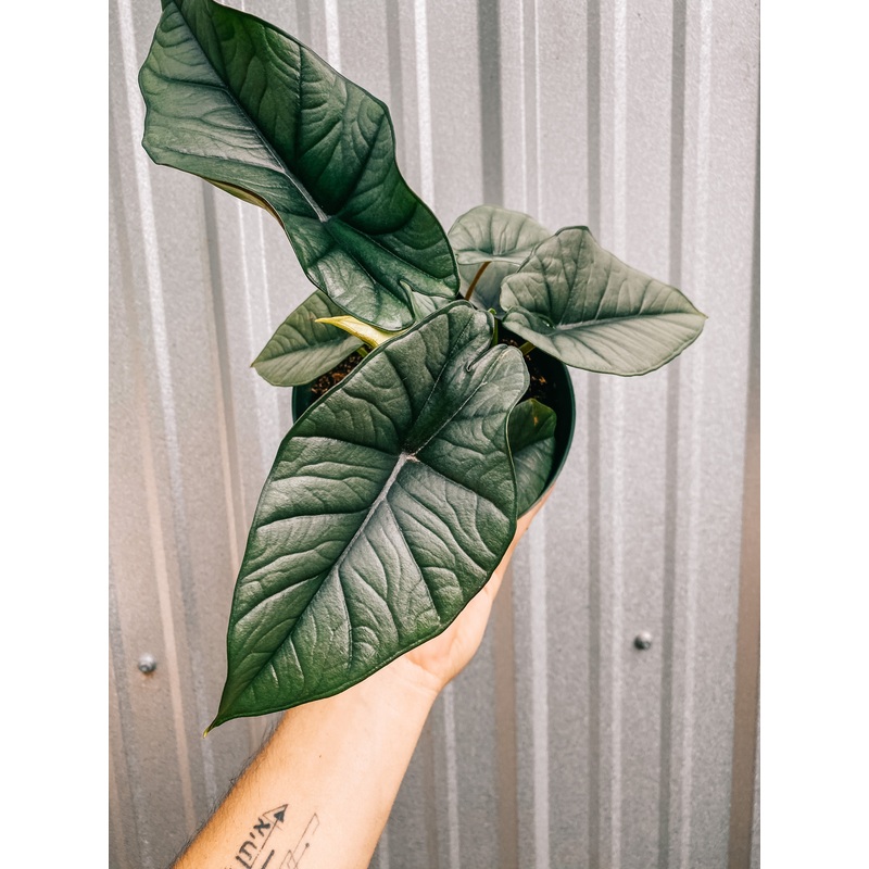 6 Alocasia ‘Platinum’