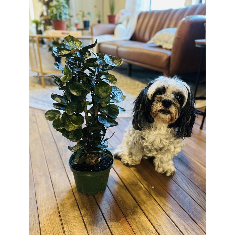 6 Aralia Fabian Stump