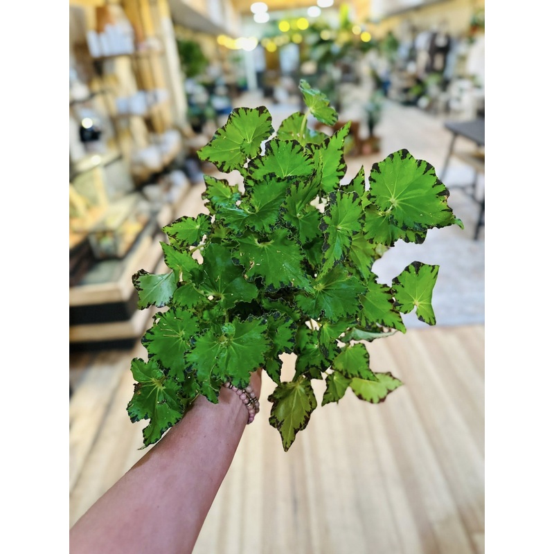 6 Begonia Jive