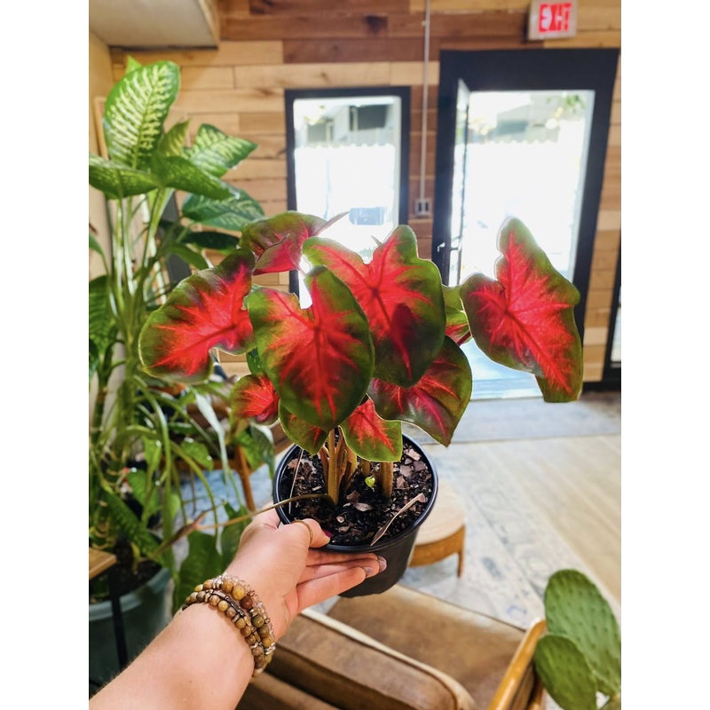 6 Caladium Red