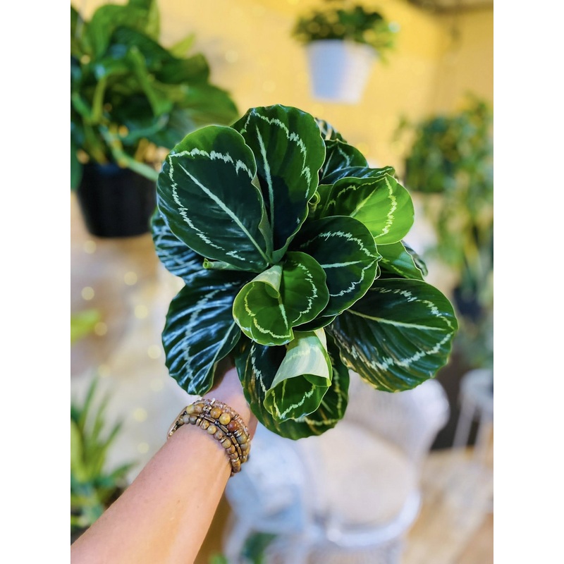 6 Calathea Jungle Rose