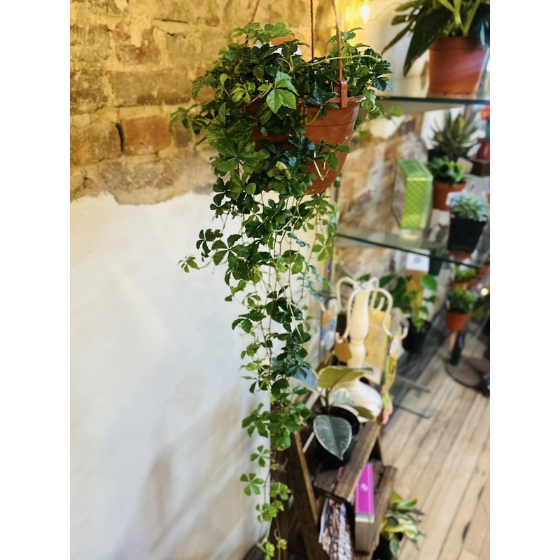 6 Cissus Sugar Vine Basket