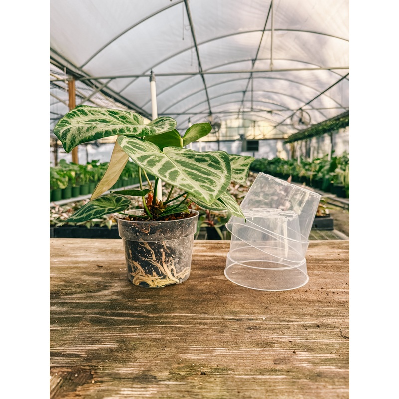 6 Clear Grow Pots (3 pack)