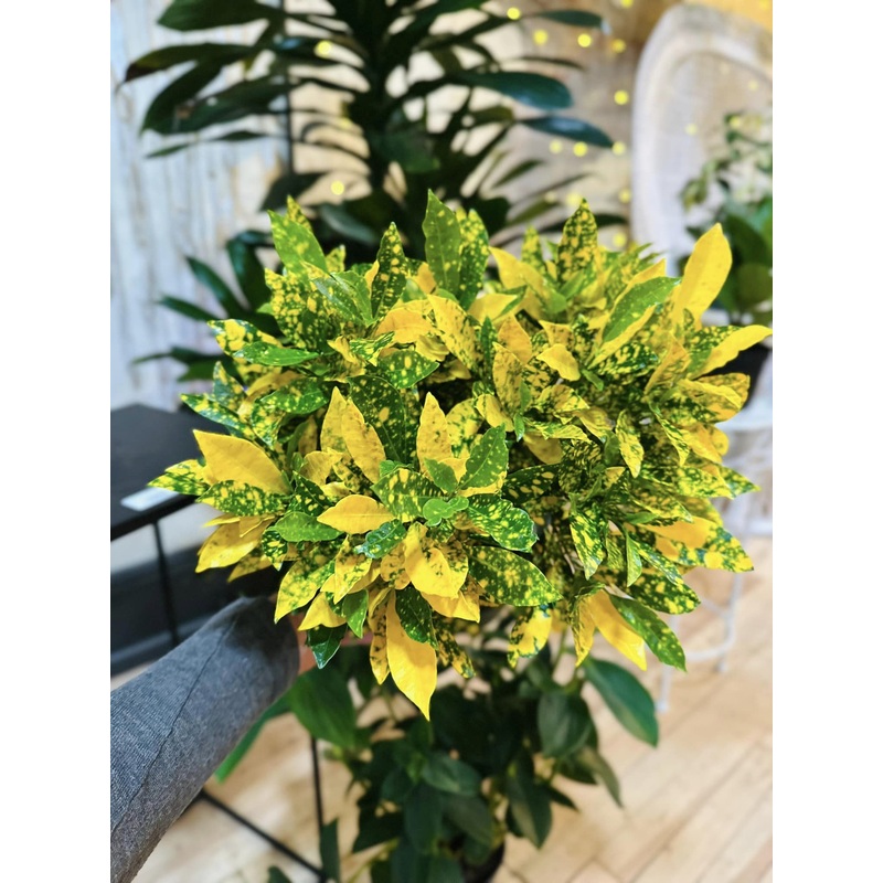 6 Croton Gold Dust