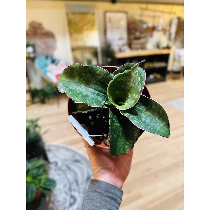 6 Dragon Wings Snake Plant
