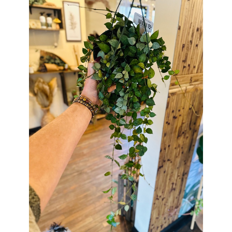 6 Hoya Krohniana Eskimo Basket