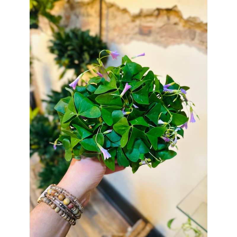 6 Oxalis Green