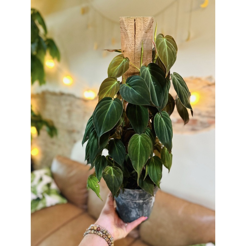 6 Philodendron Micans Totem