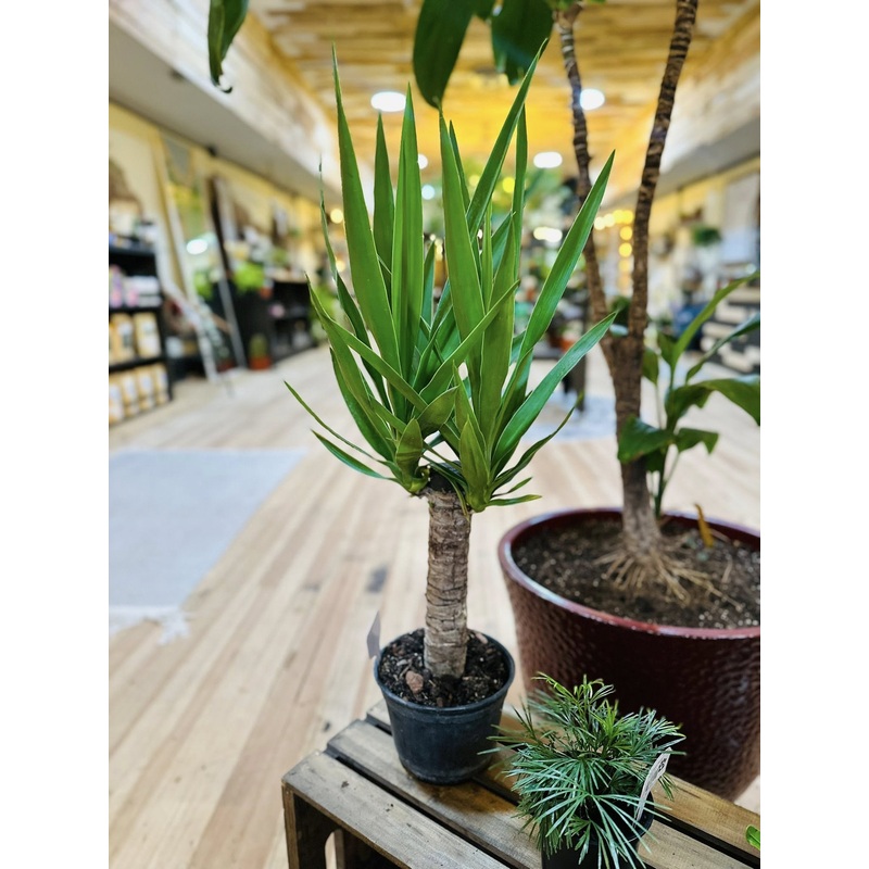 6 Yucca Cane