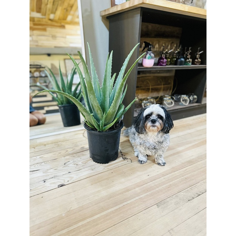 8 Aloe Vera