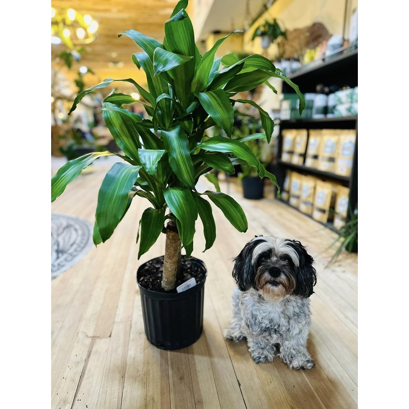 8 Dracaena Mass Cane