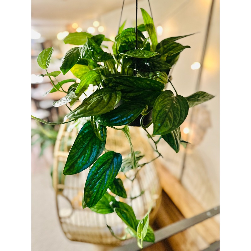8 Monstera Peru Basket