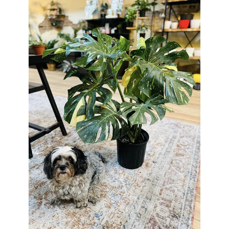 8 Monstera Thai Constellation