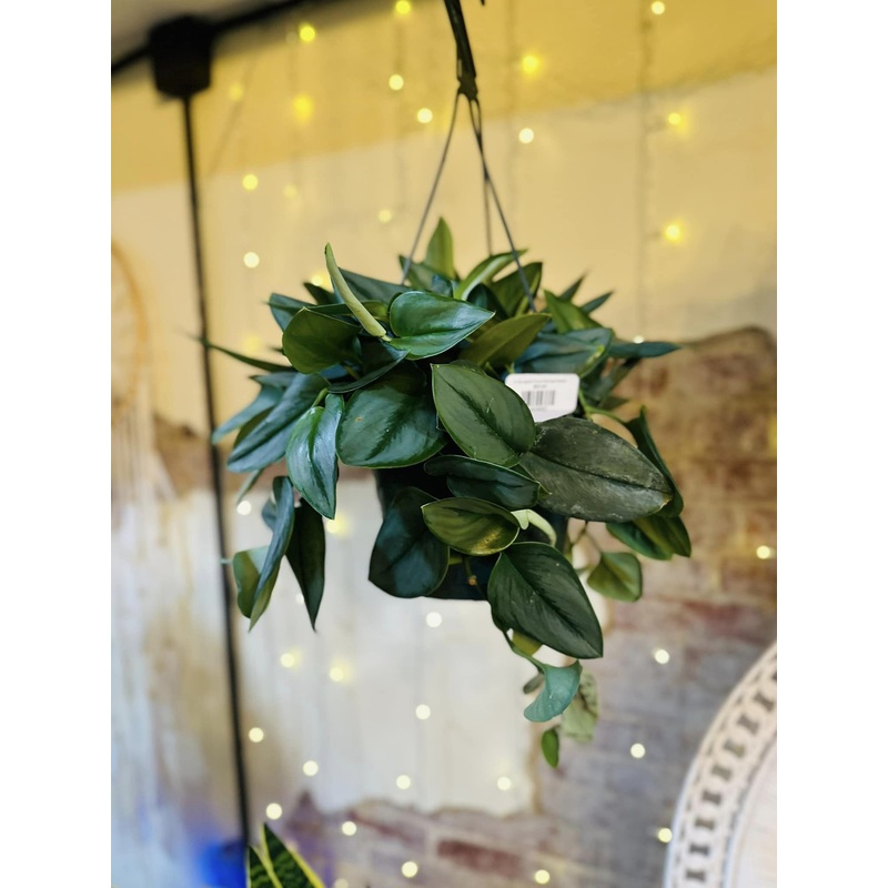 8 Scindapsus Treubli Basket