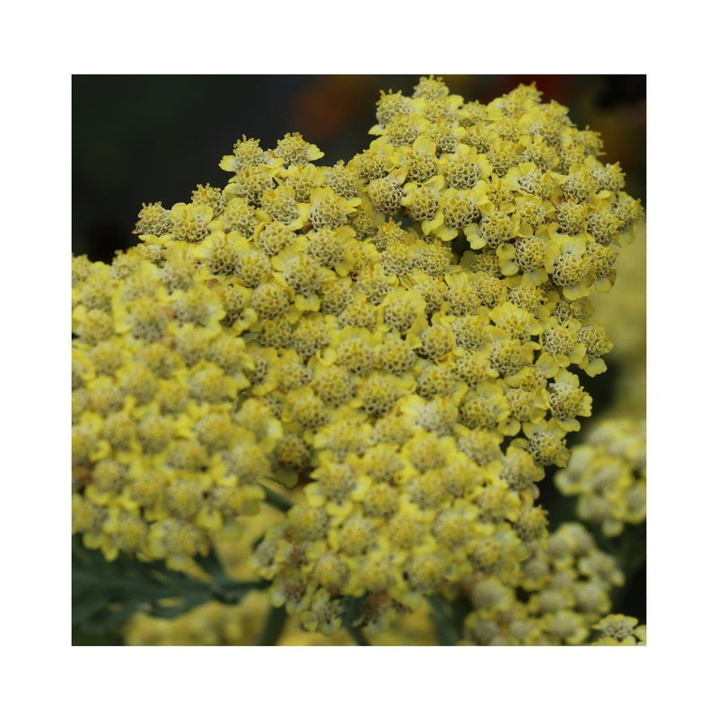 Achillea Sassy Summer Lemon|1 Established 9cm Plant