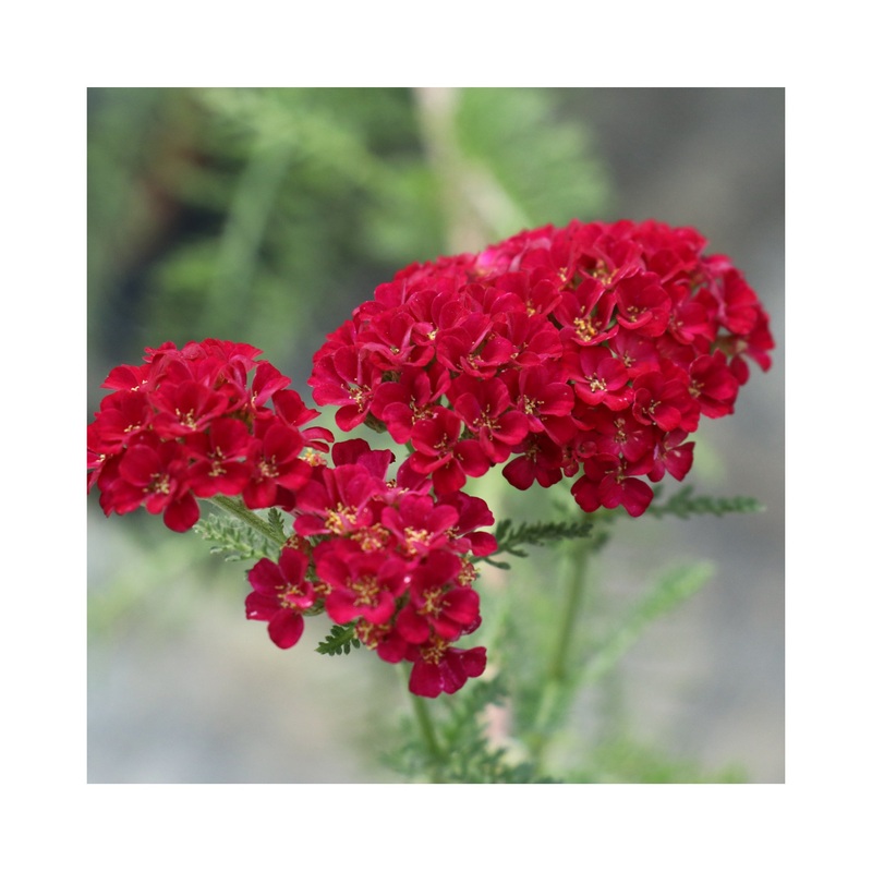 Achillea Sassy Summer Sangria|1 Established 9cm Plant