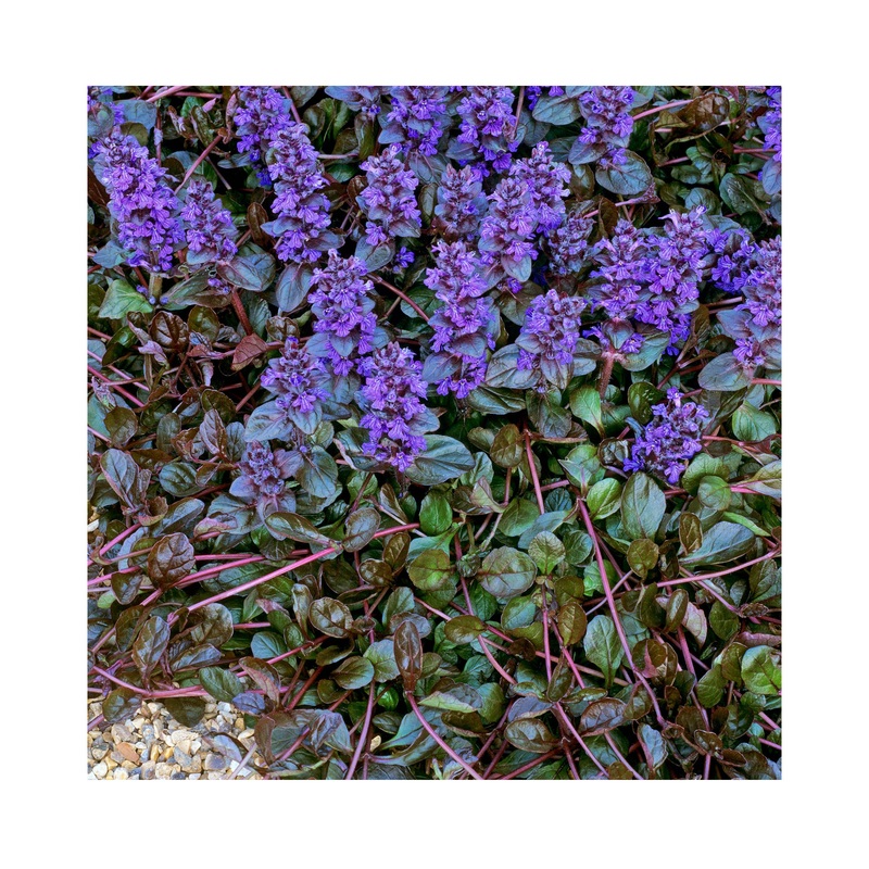 Ajuga reptans ‘Braunherz’ perennial plant