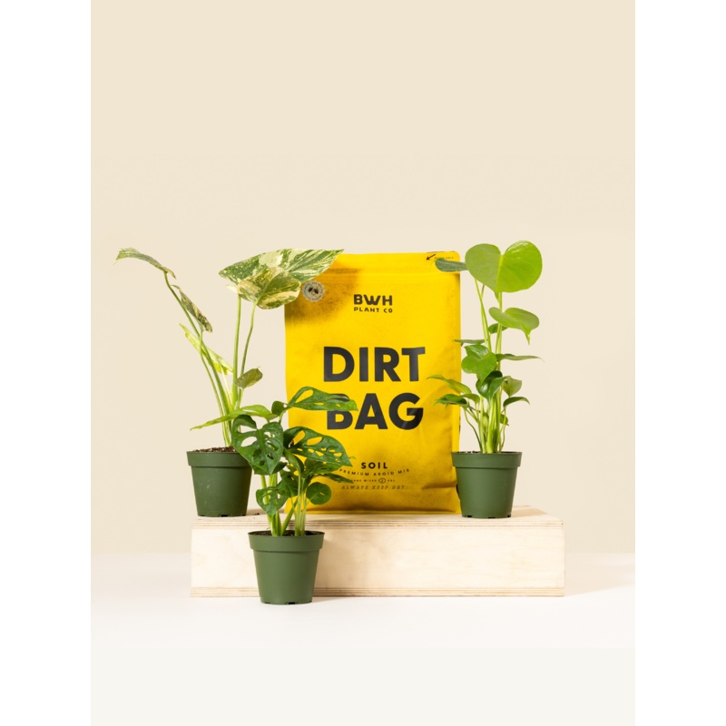 Monstera Bundle