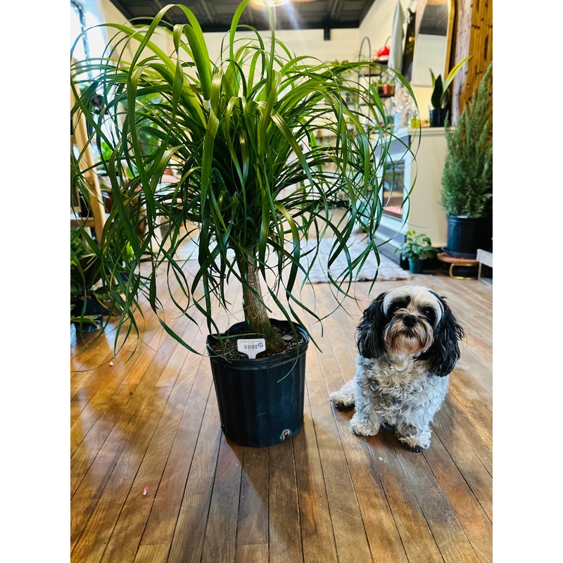 10 Ponytail Palm