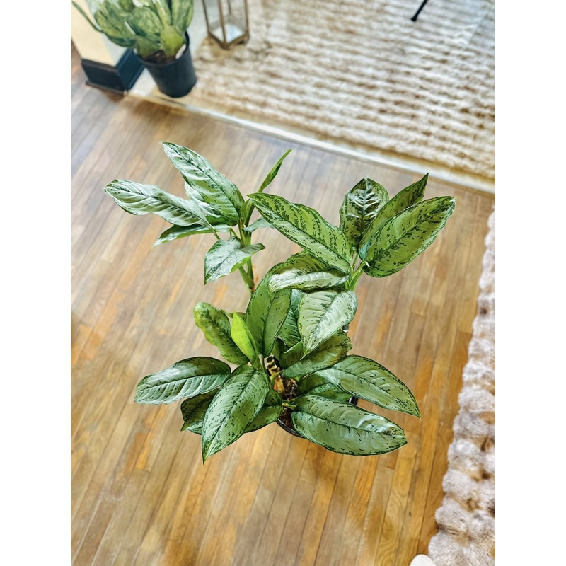 12 Aglaonema Freeman