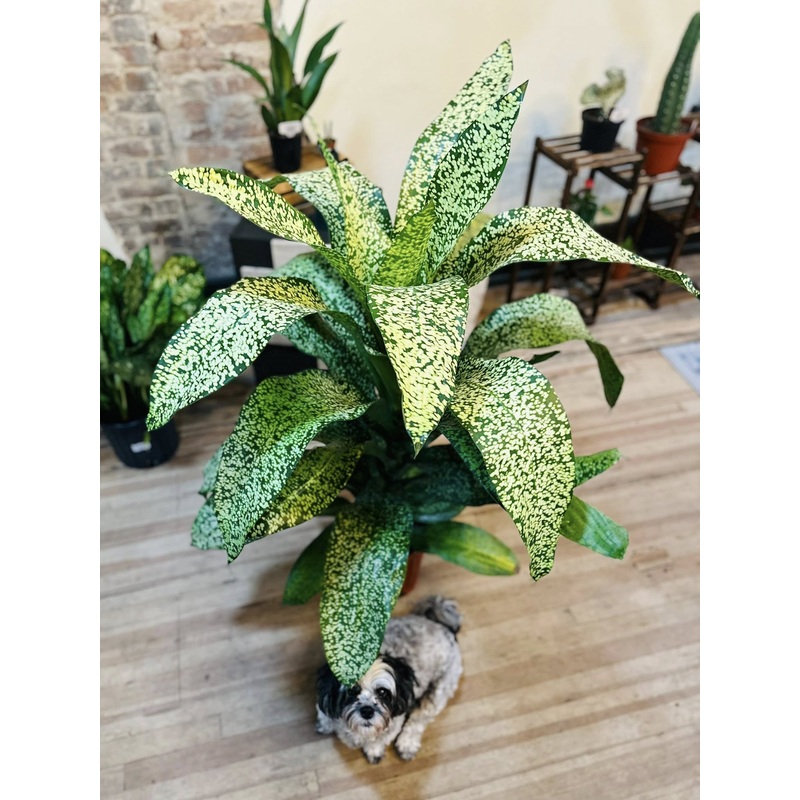 12 Dracaena Stardust
