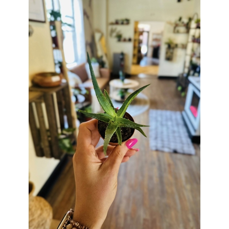 2 Aloe Vera Solar Flare