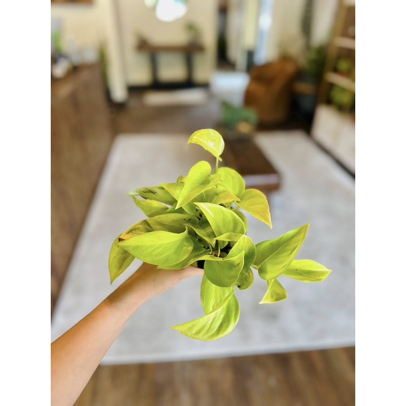 4 Champs Elysees Pothos