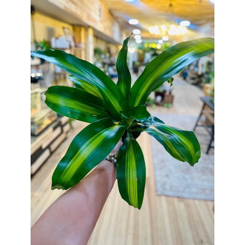 4 Dracaena Mass Cane
