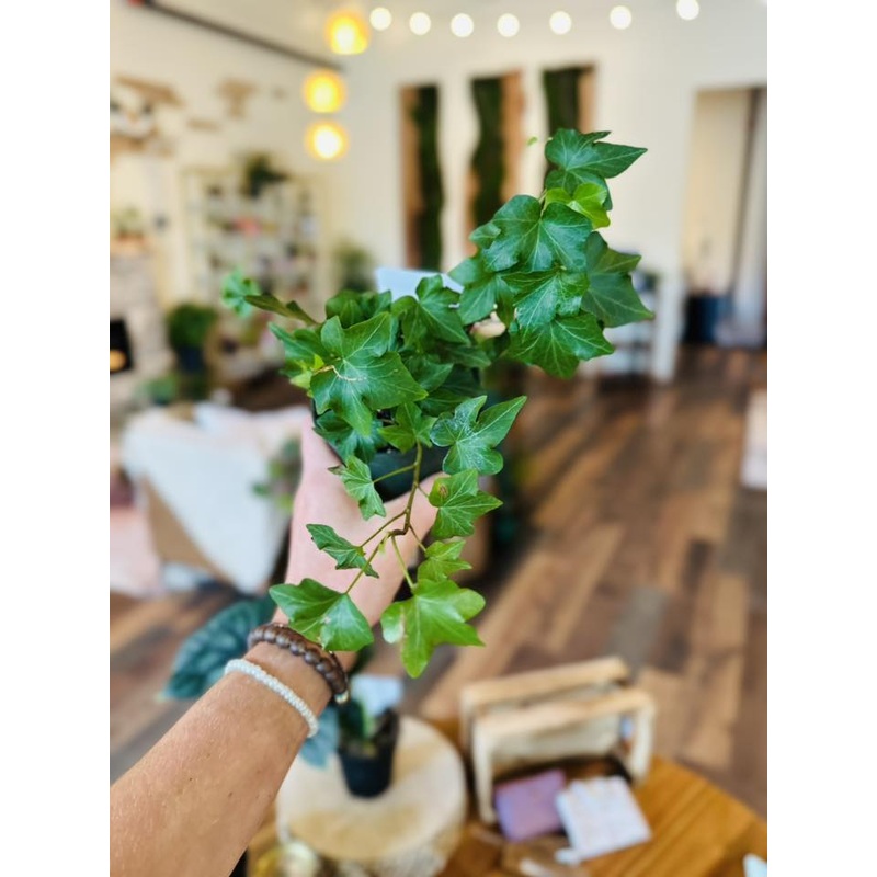 4 English Ivy